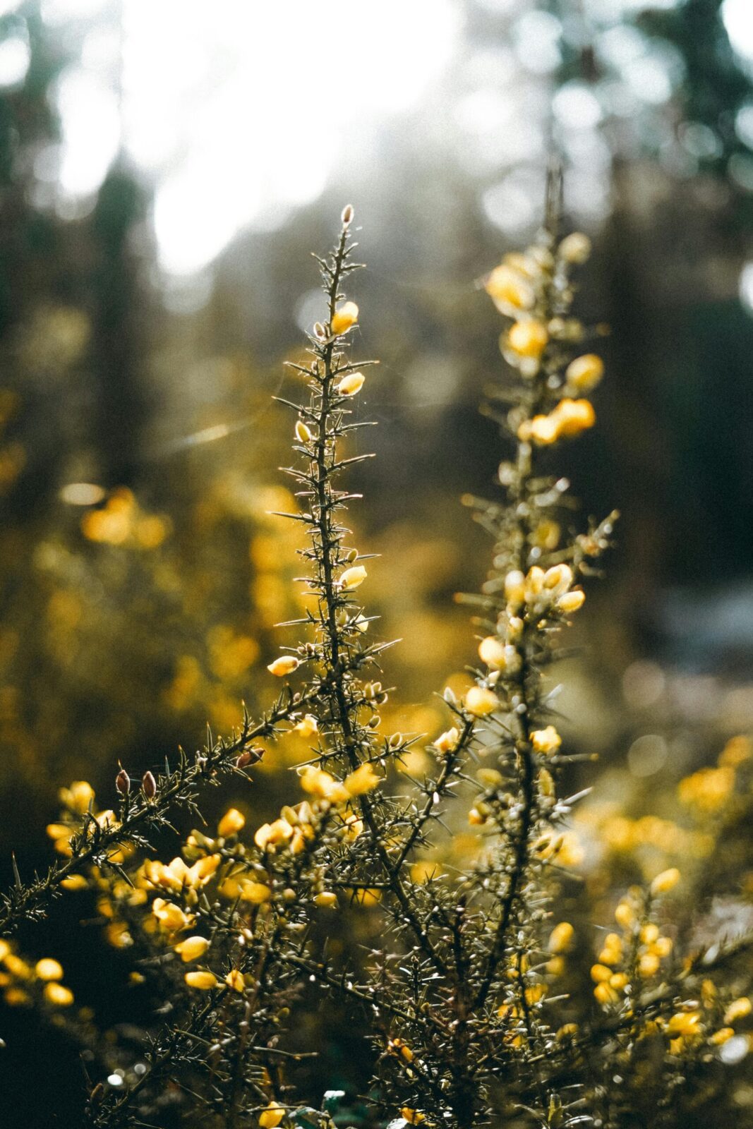 Close-up of yellow flowering gorse plant with spikes, captured in a sunlit forest setting.