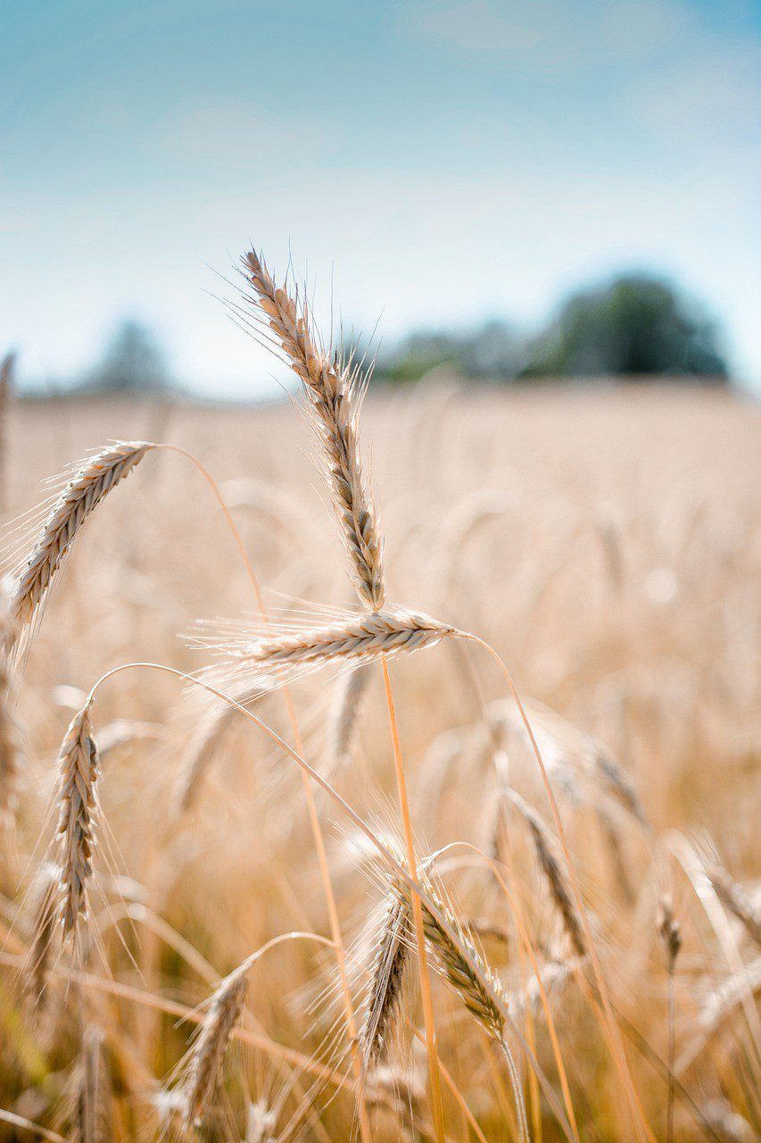 wheat, crop, field, barley, cereal grains, farm, plants, agriculture, countryside, nature, rural, summer, closeup, wheat, wheat, wheat, wheat, wheat, farm, agriculture
